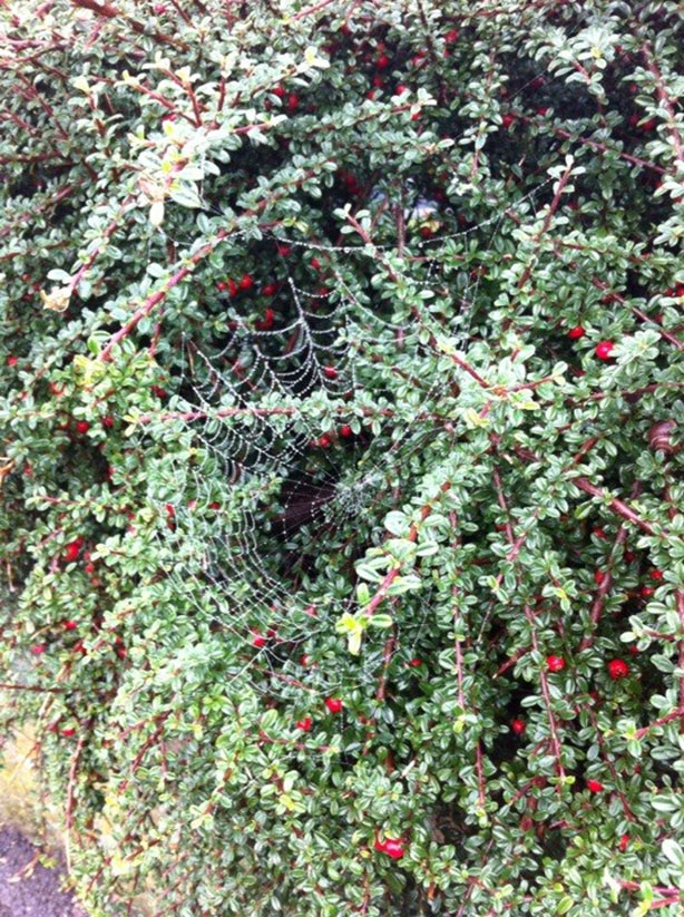 Spider Web
