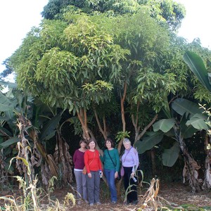 (Left to Right) Sharon Roelke, Lindy Thomas, Marian Griffin and Ann Rosser of Bridges International Development visited a tree planted by Ann Morell during one of her trips to Kenya.